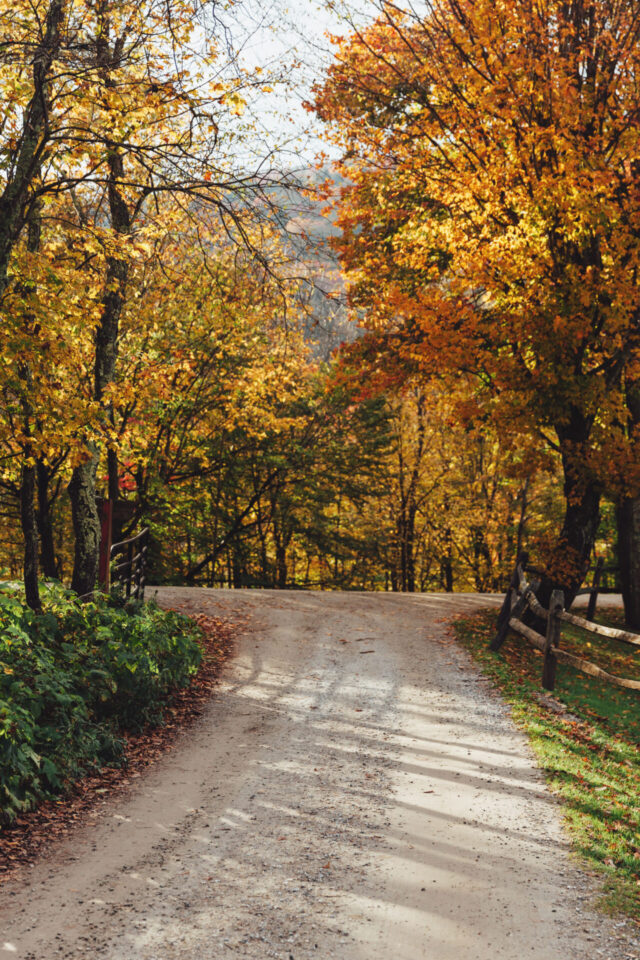 Vermont wedding venue road lined with golden autumn trees